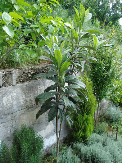 ERIOBOTRYA JAPONICA SAU MOSMONUL JAPONEZ - mai