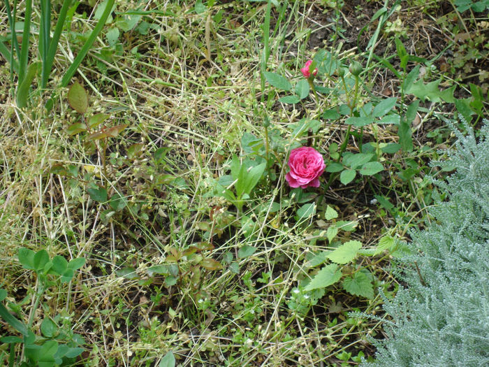 DSC05289 - mai