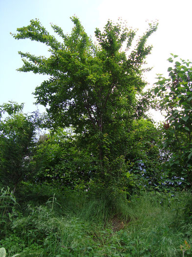 DSC05292 - mai