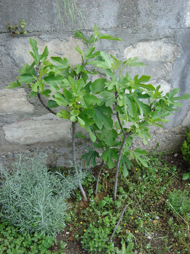 DSC05296
