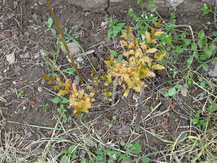 lagestroemia indica natchez