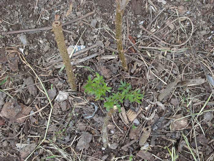 vitex agnus-castus