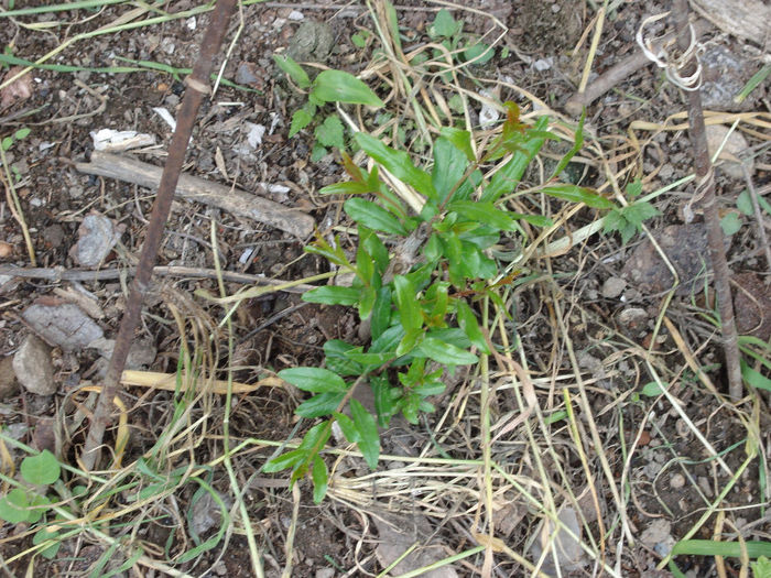 DSC05300