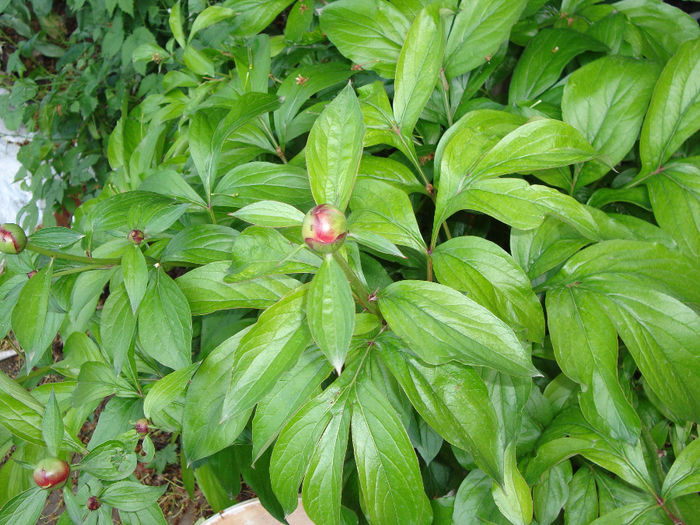 DSC05306