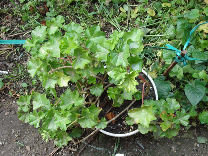DSC05309