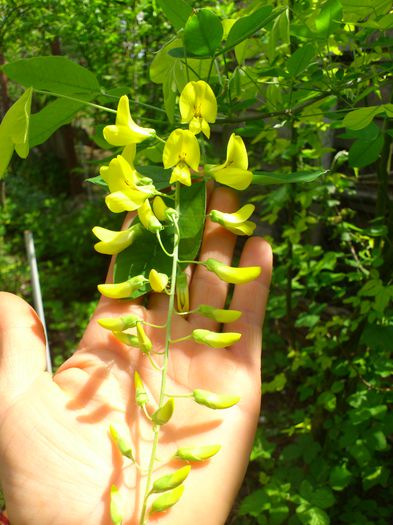 DSC_4599 - PRIMAVARA 2014