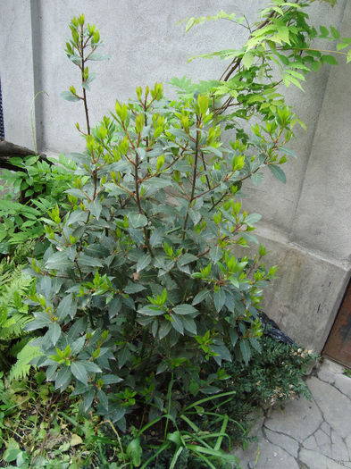 dafinul sau laurus nobilis - mai
