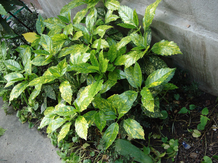 aucuba japonica