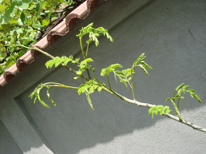 albizia frunza