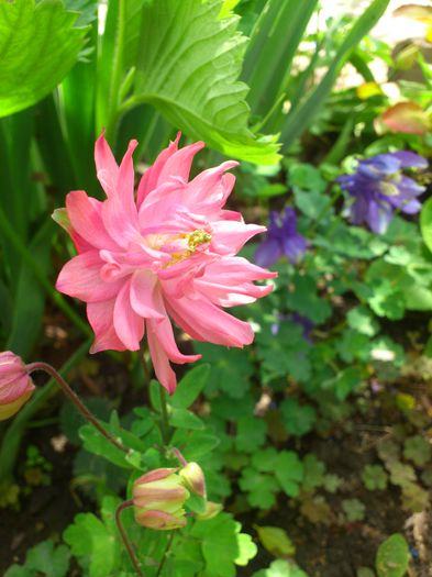 DSC_4596 - PRIMAVARA 2014