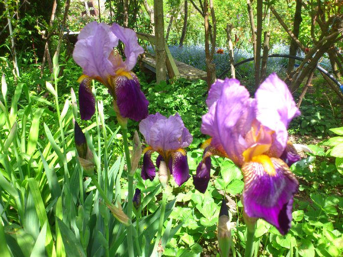 DSC_4598 - PRIMAVARA 2014