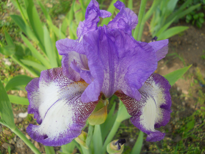 DSCN1505_011