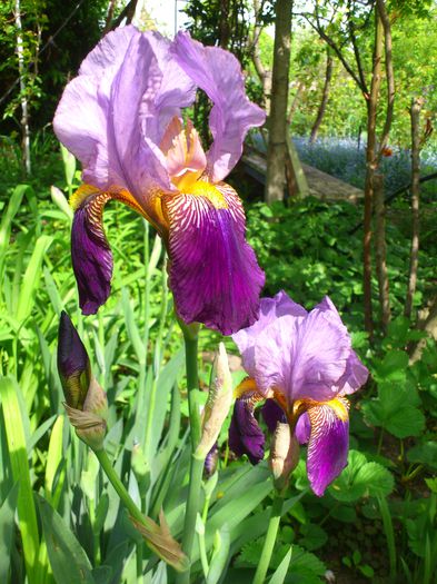 DSC_4594 - PRIMAVARA 2014