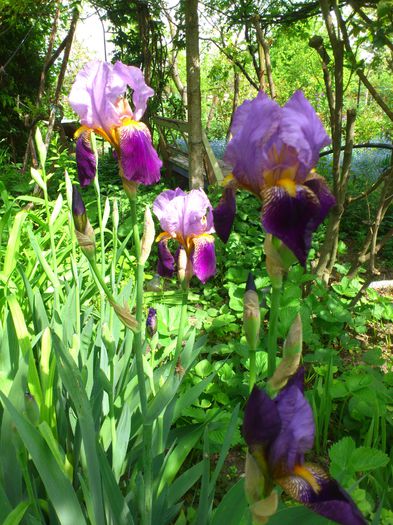 DSC_4593 - PRIMAVARA 2014