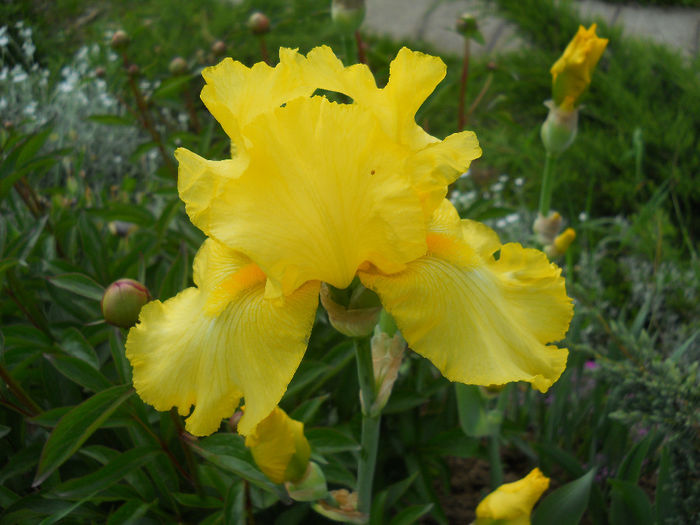 DSCN1548_054 - irisi 2014