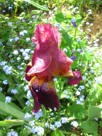 DSC_4591 - PRIMAVARA 2014