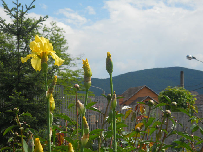 DSCN1524_030 - irisi 2014