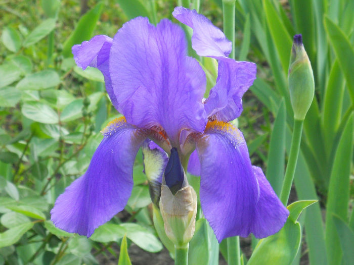 Sierra Blue