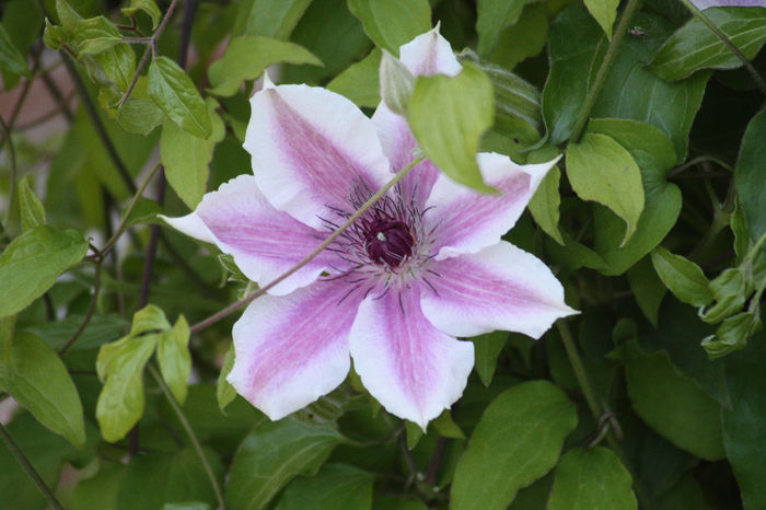 Clematis Carnaby - Clematite 2014