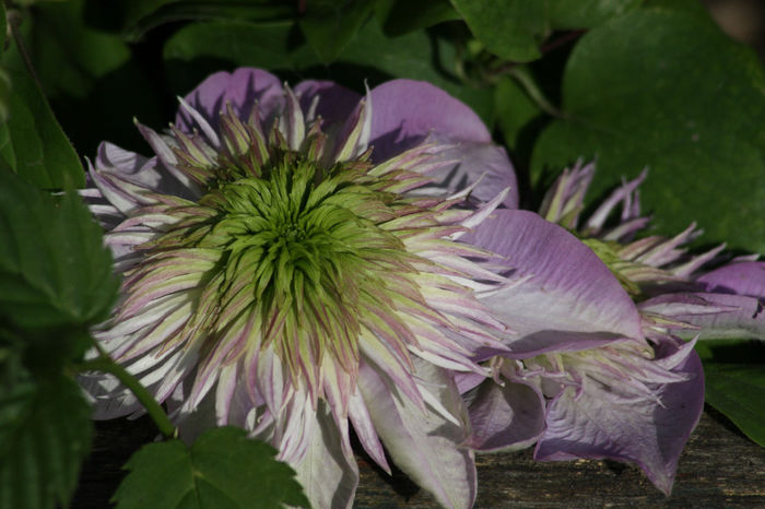 Clematis florida Vienetta - Clematite 2014