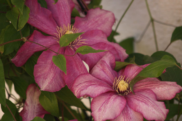 Clematis Betty Risdon - Clematite 2014