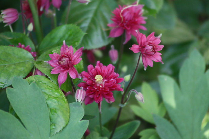 IMG_3011 - Aquilegia