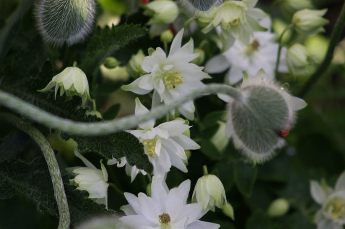 IMG_3010 - Aquilegia