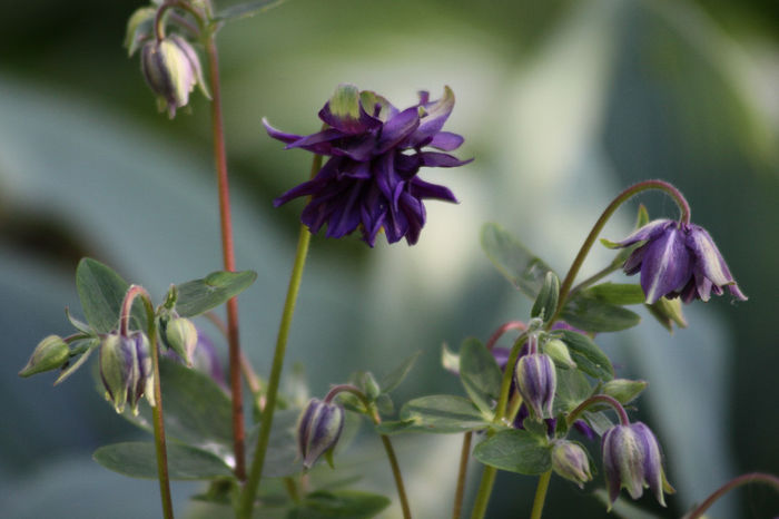 IMG_3006 - Aquilegia