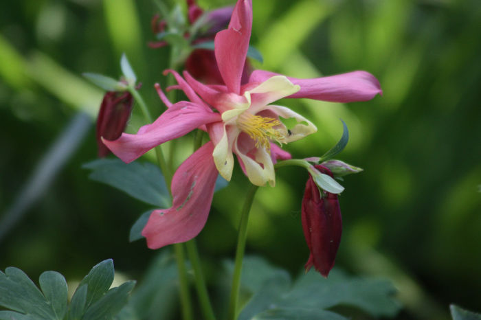 IMG_3005 - Aquilegia