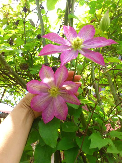 Asao - Clematis