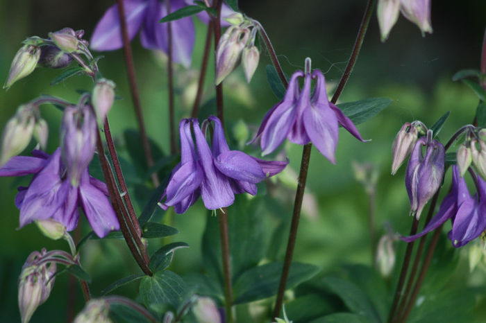 IMG_2956 - Aquilegia