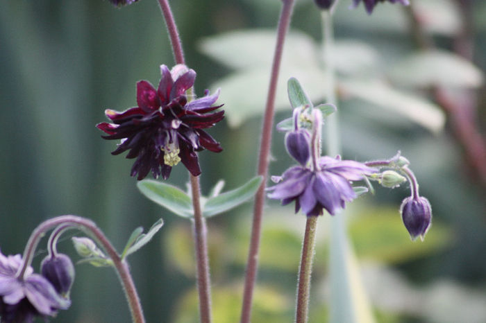 IMG_2968 - Aquilegia