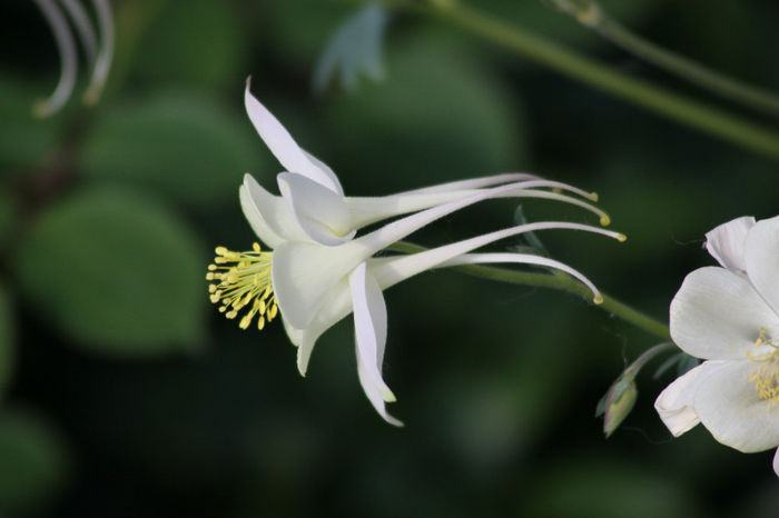 IMG_2967 - Aquilegia