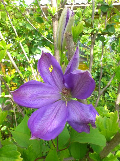 mrs Cholmondeley - Clematis