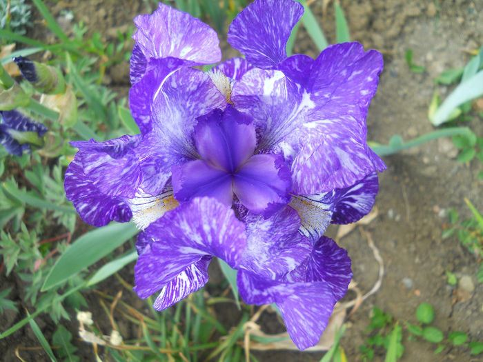 DSCN1544_050 - irisi 2014