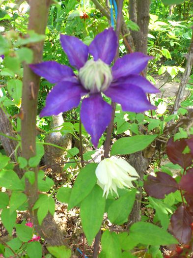 Multi Blue si Lemon dream - Clematis