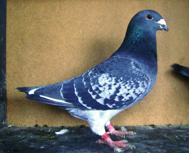 nepot din frate de mama si sora de tata