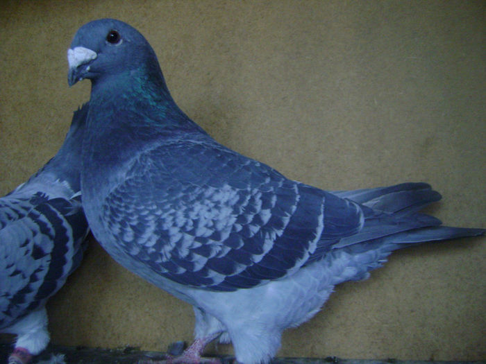 matusa din sora de bunica