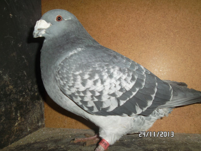 varisor din sora mamei