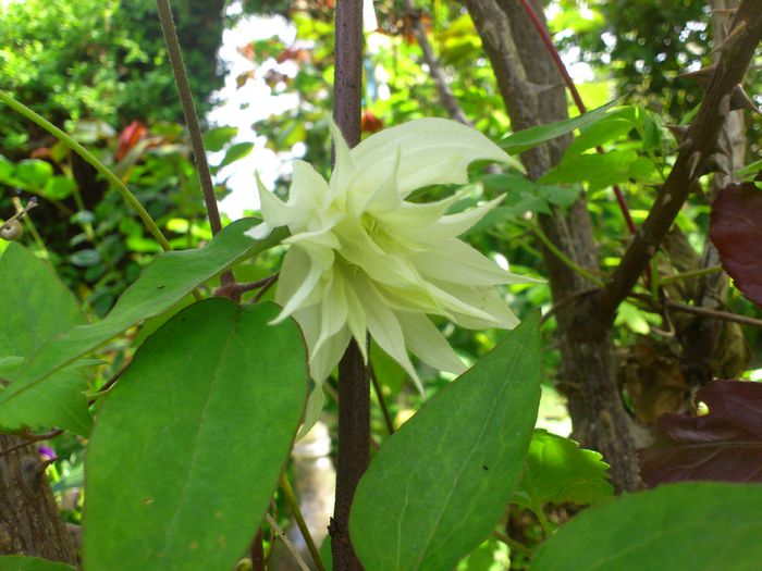 lemon_dream - Clematis