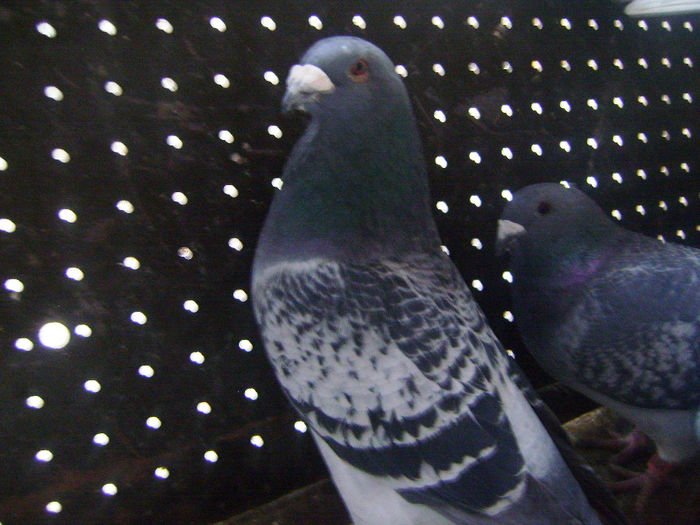 nepot dupa unchi ,stranepot dupa mama