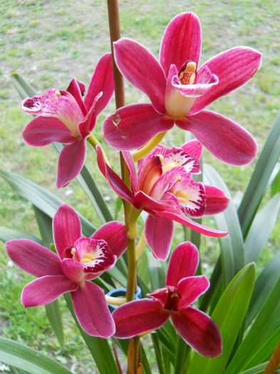 DSCN1560_066 - cymbidium 2013-2014