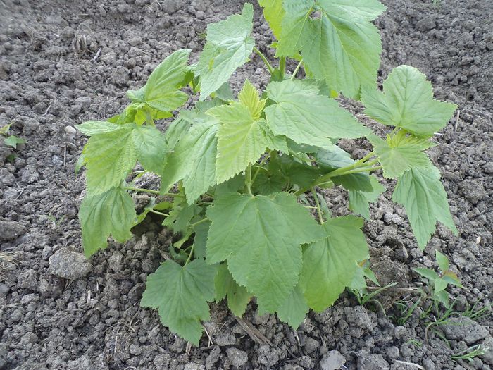 coacaz plantat in primavara - vand butasi inradacinati de coacaz negru