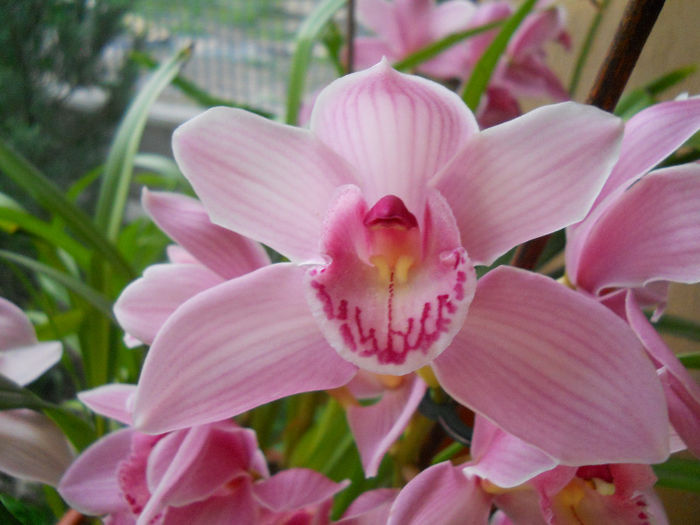 DSCN1566_072 - cymbidium 2013-2014