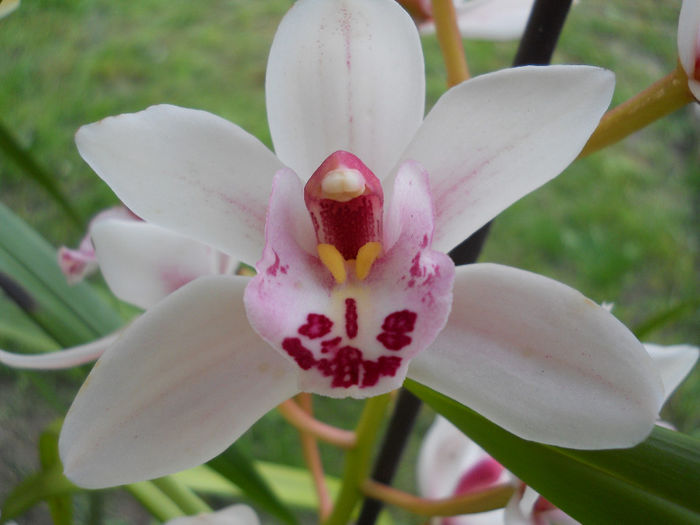 DSCN1569_075 - cymbidium 2013-2014