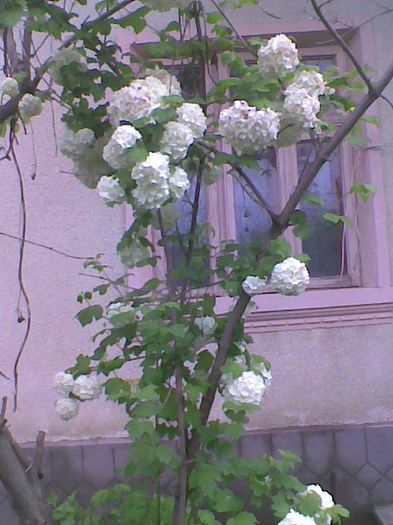 1 mai
