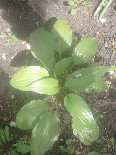 2014-05-01 12.40.07 - hosta