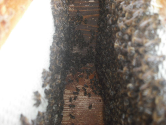 DSCF0210 - Z STUPII NOSTRI