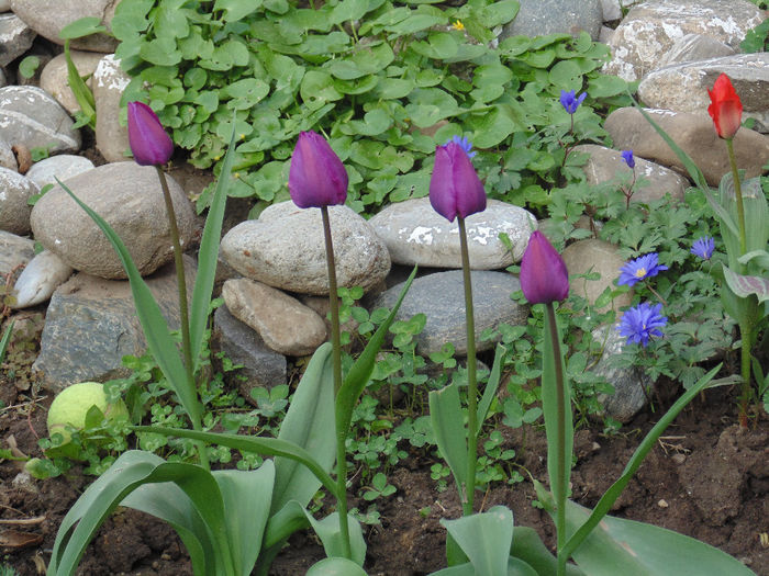 DSC01359 - Curtea si gradina