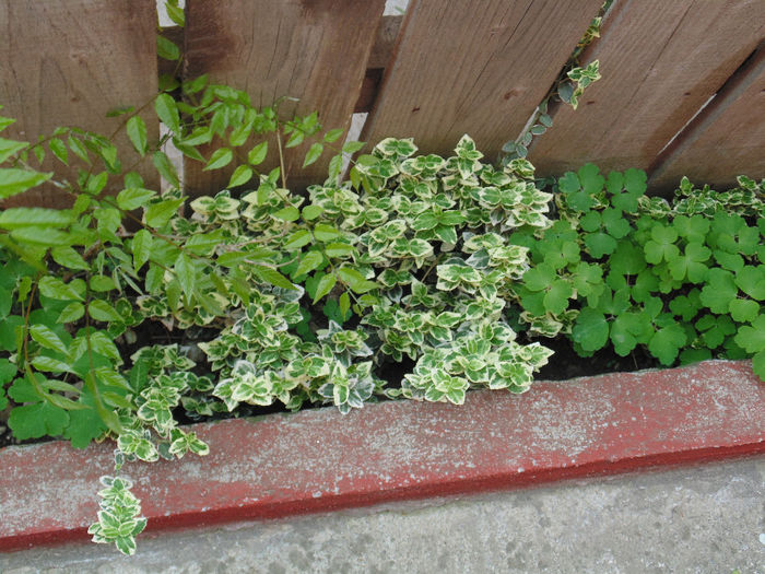 DSC01357 - Curtea si gradina